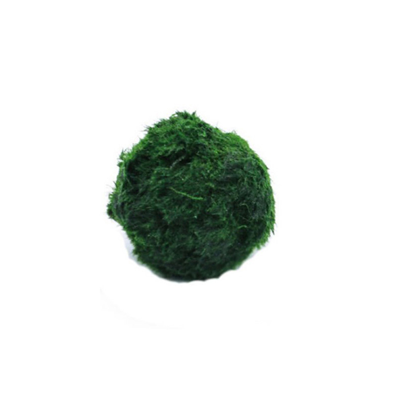 Live Plant Aquarium - Boules de mousse Marimo, plante d'aquarium