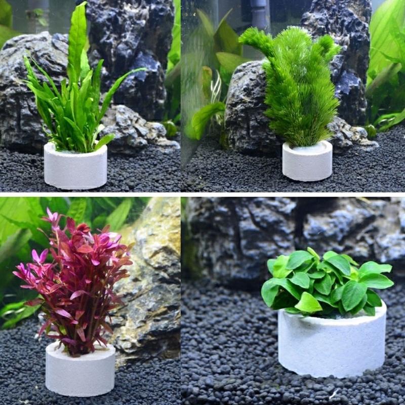 37ME – ensemble d'anneaux fixe - Aquarium Plant Holder avis et prix