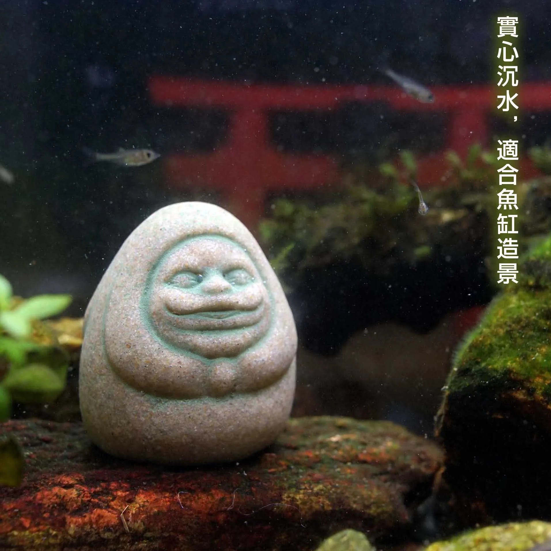 Kaminishi Cacher Dharma Anime  - Aquarium Moss avis et prix