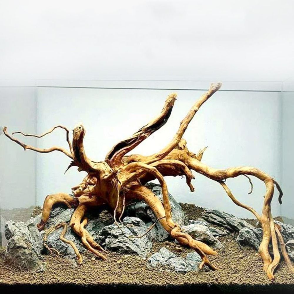 Bois flotté naturel de 20-25 c - Aquarium Plants Live avis et prix
