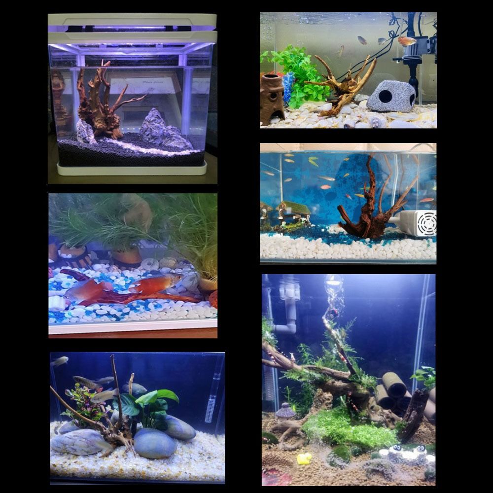 Bois flotté naturel de 20-25 c - Aquarium Plants Live avis et prix
