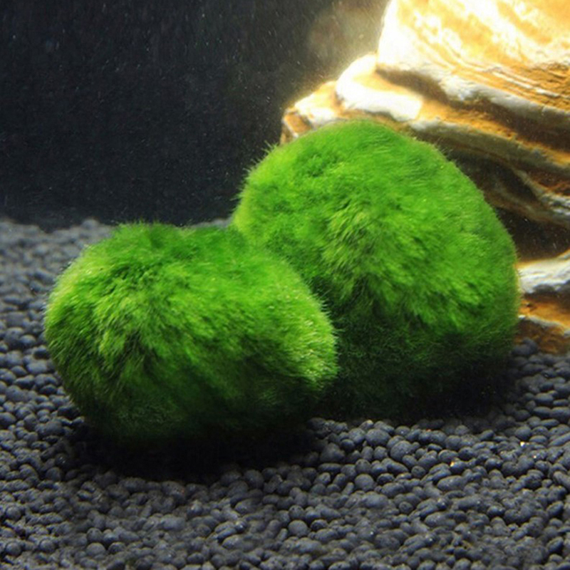 Boules de mousse Marimo, plant - Live Plant Aquarium avis et prix