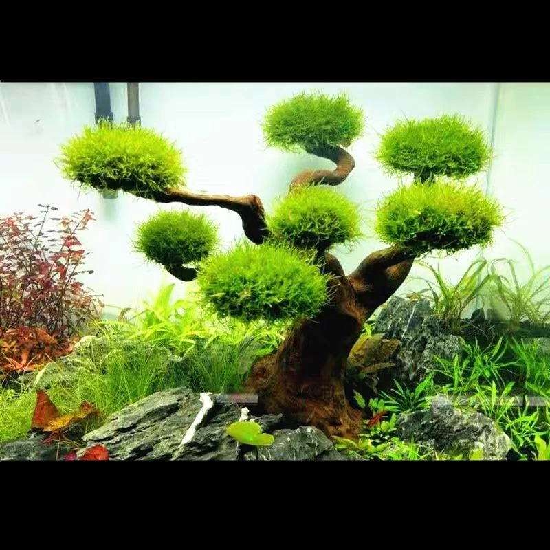 Décoration en bois flotté pour - Aquarium Plant Substrate avis et prix