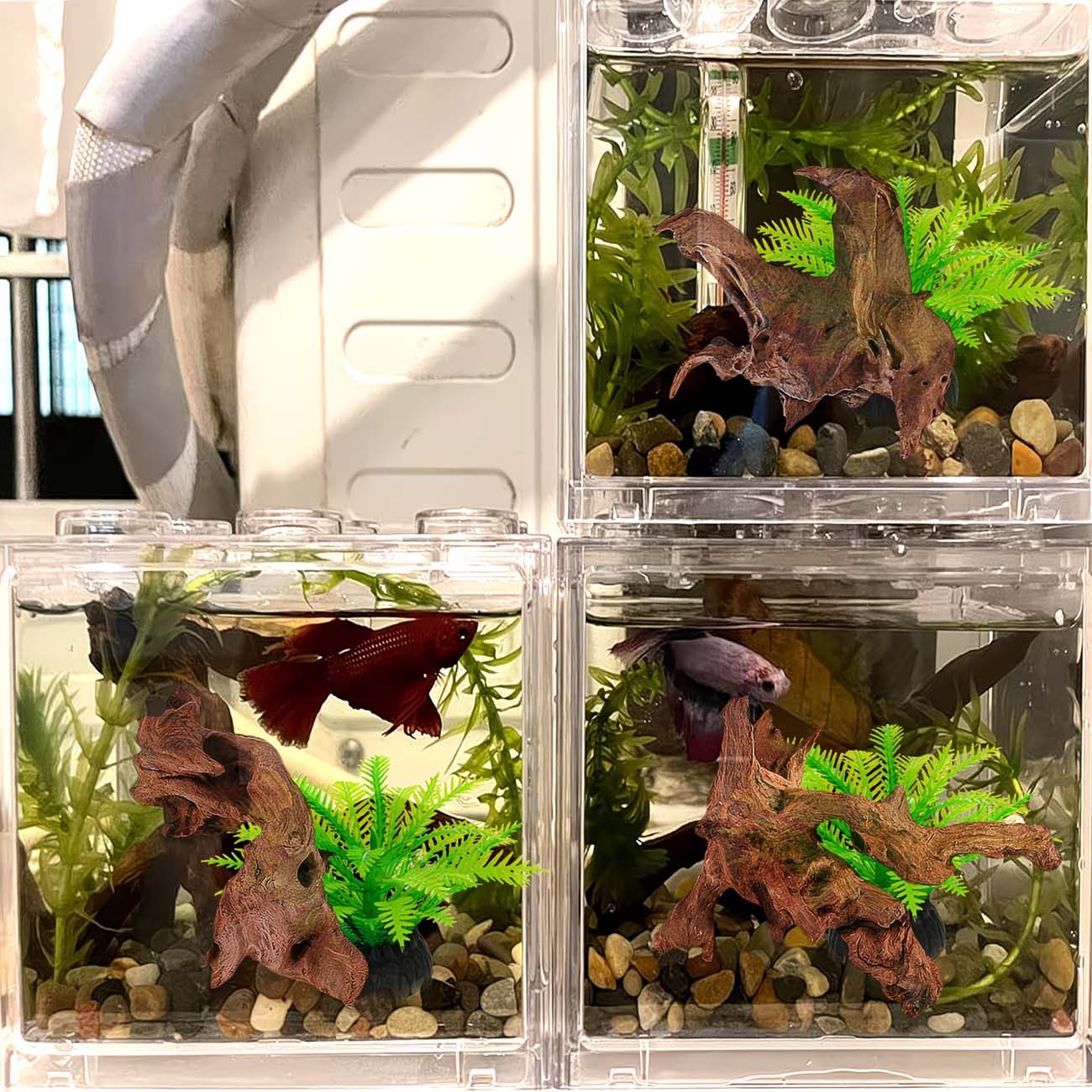 Bois flottant naturel de 5 à 1 - Aquarium Plants Live avis et prix