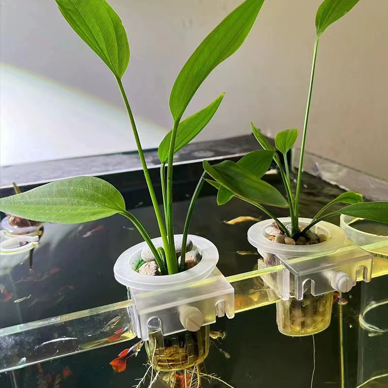 Panier de plantation d'aquariu - Aquarium Plants Live avis et prix