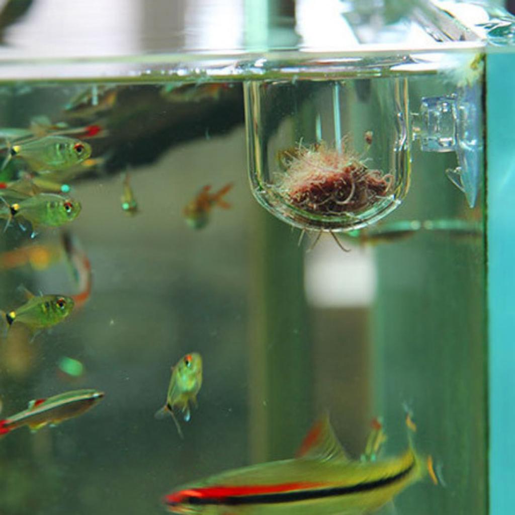 Panier d'alimentation pour poi - Aquarium Plants Live avis et prix